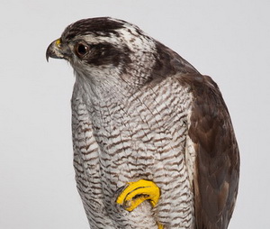 Тетеревятник Accipiter gentilis